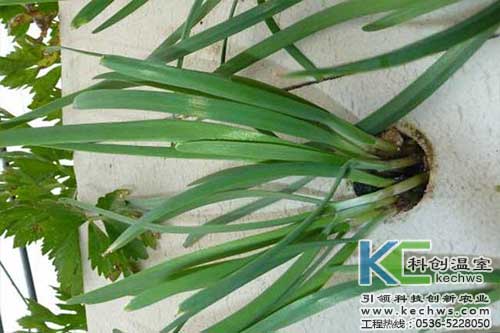 無(wú)土栽培，無(wú)土栽培技術(shù)，無(wú)土栽培設(shè)備